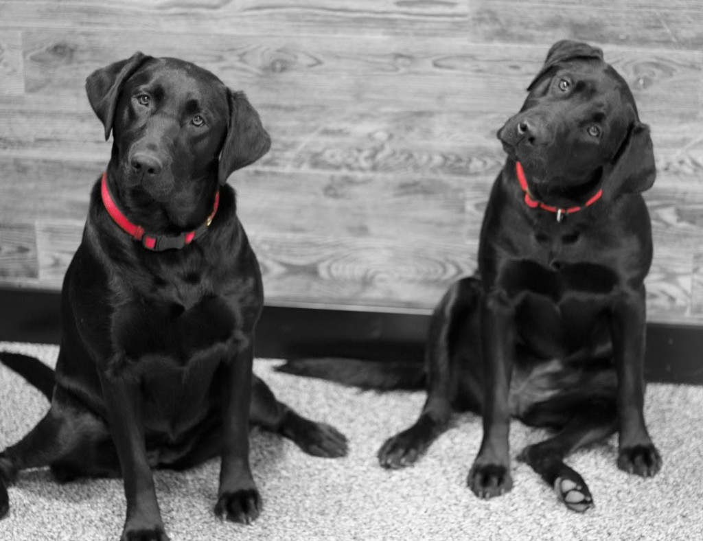 Max and Zoey - Professional Greeters