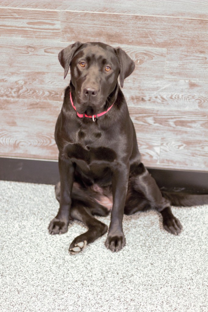 Max - Professional Greeter
