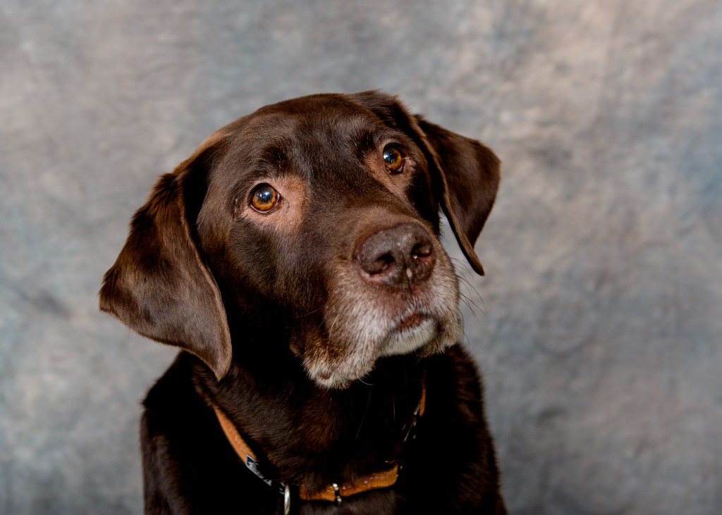 Riley - The OG Shop Dog